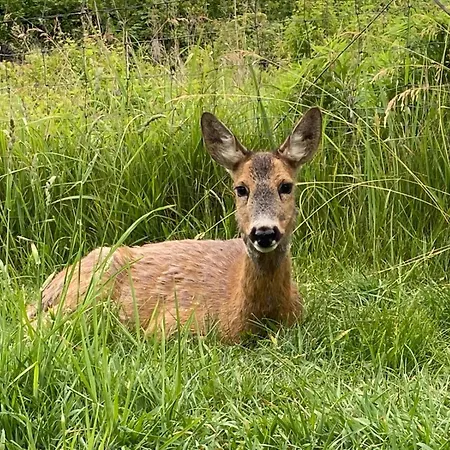 Сasa de vacaciones Gárdonyi Ház